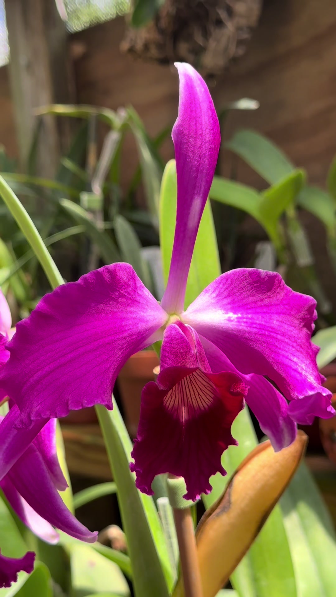 @Migs | Orchids ๐ธ