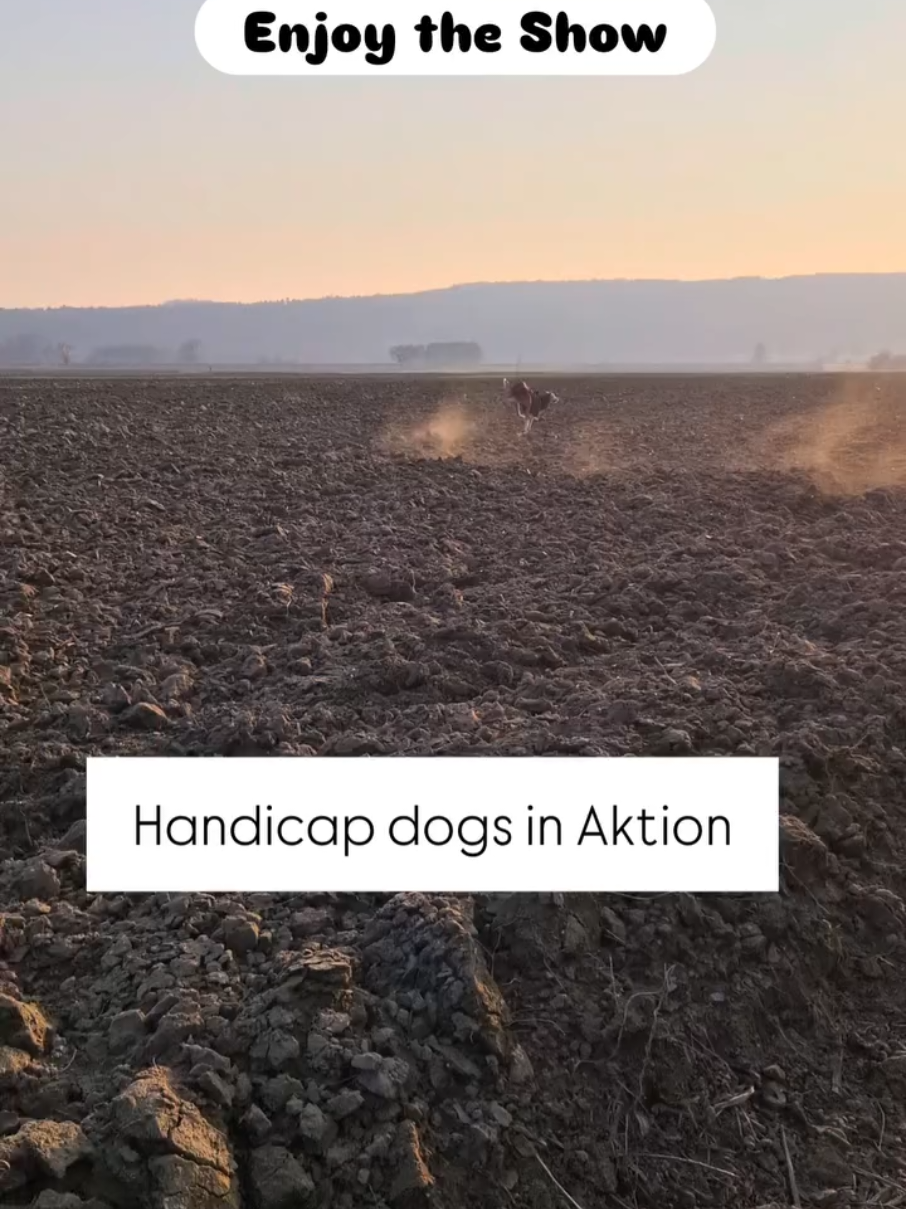 @Handicap.dogs.on.tour.