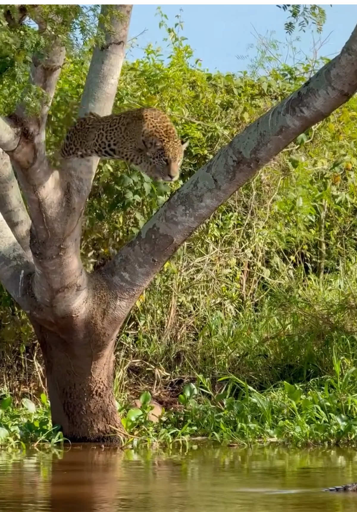 @animalsgonewildd