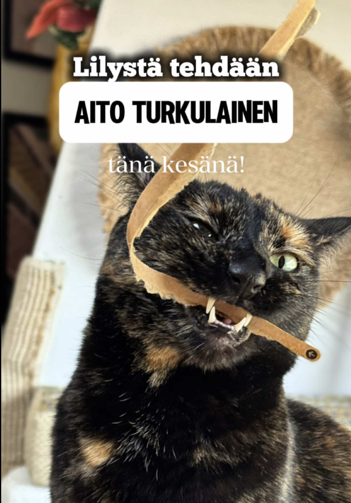 @Omanlaista elämää 🏳️🌈