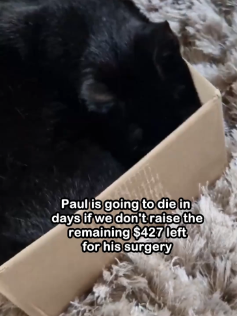 @Saving Paul the brave Cat!