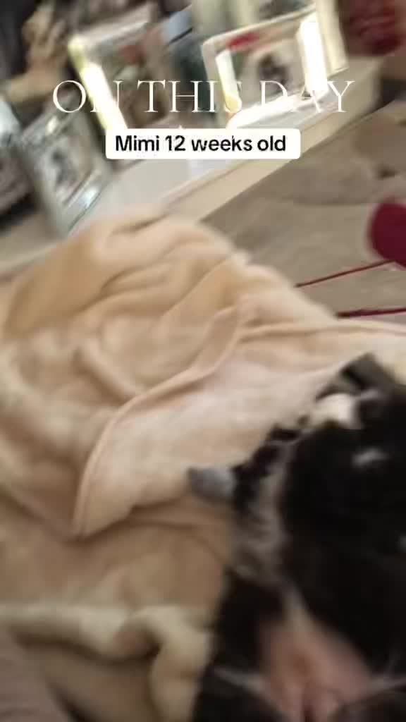 @Mimi the Shihtzu