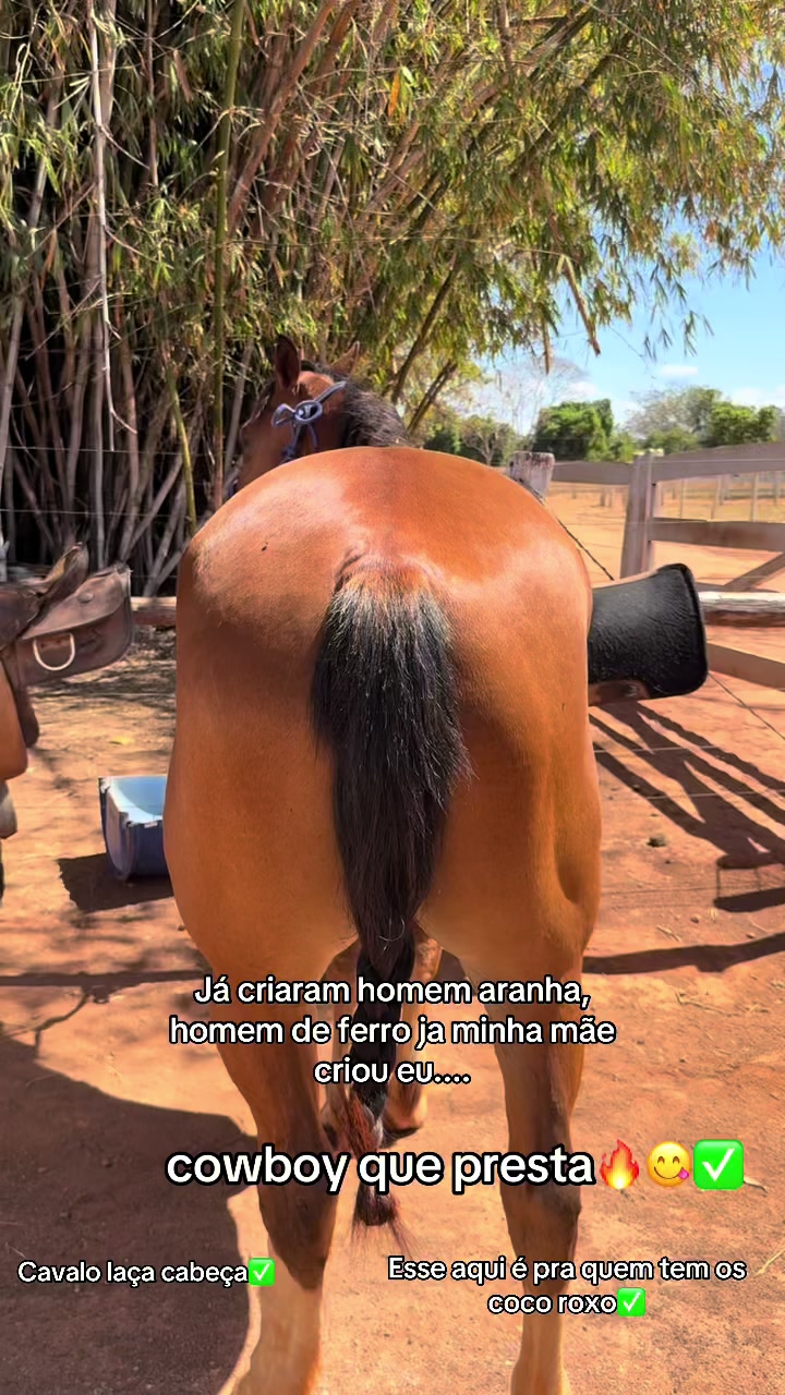 @mateusandrade9837