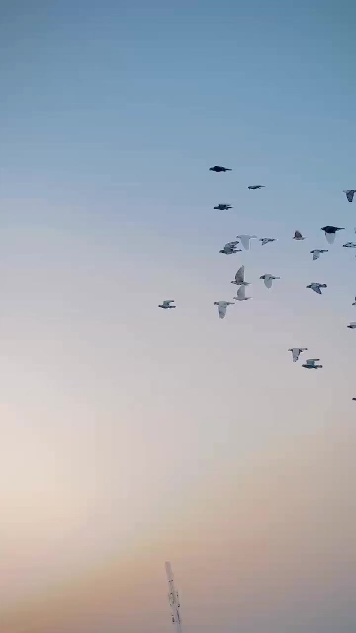 @عدیل رحمن لیہ وال کبوتر باز