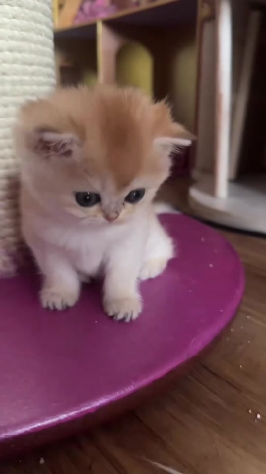 @UCHINOKOmohumohu