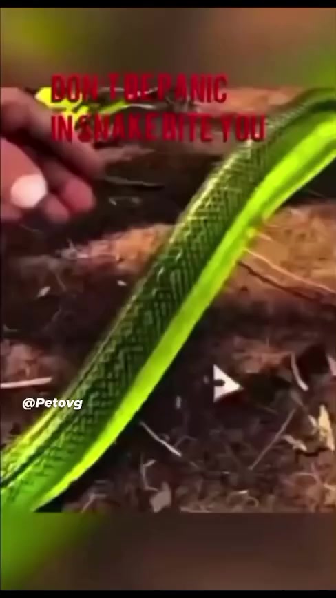 @petovg