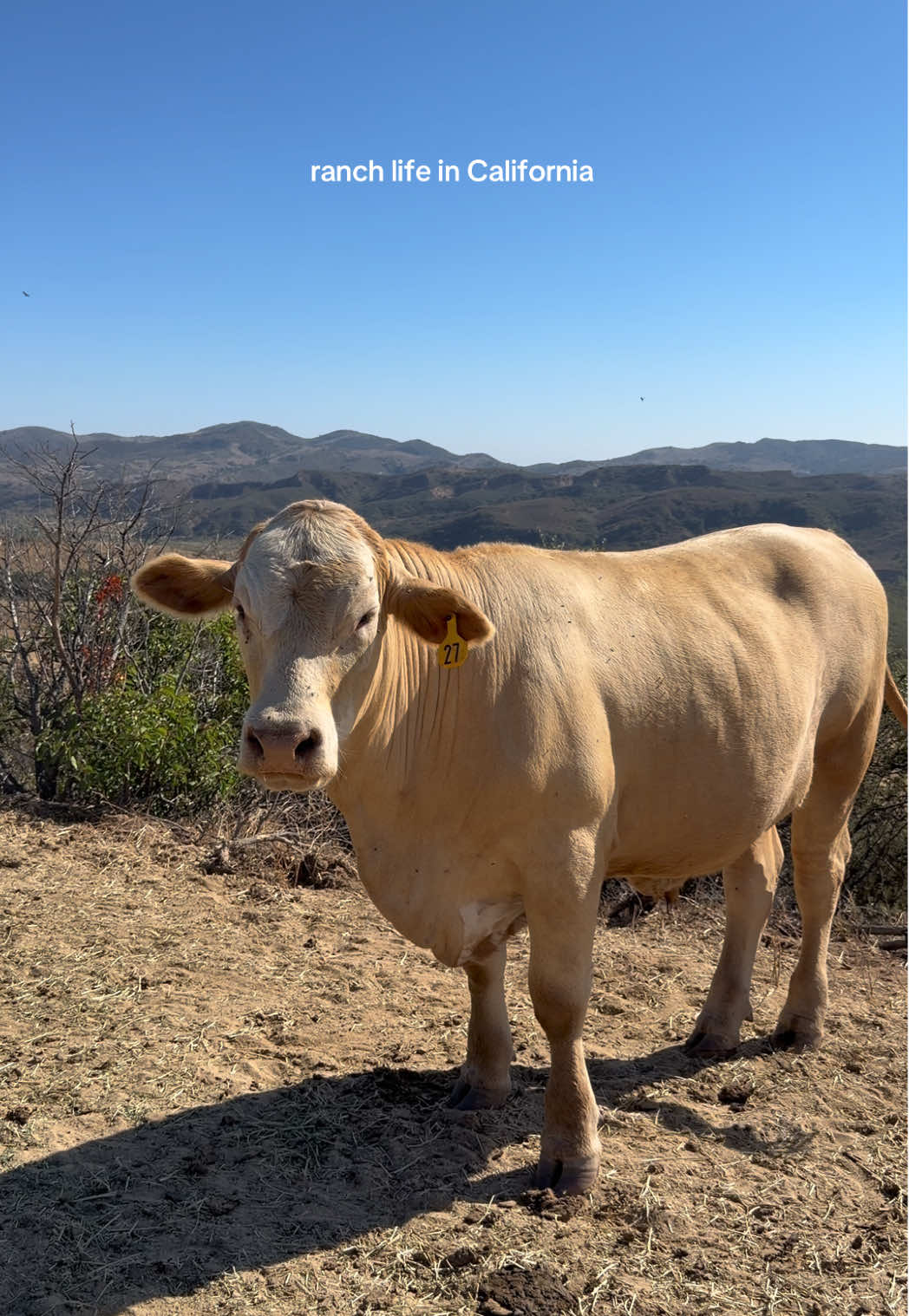 @hvrcattle