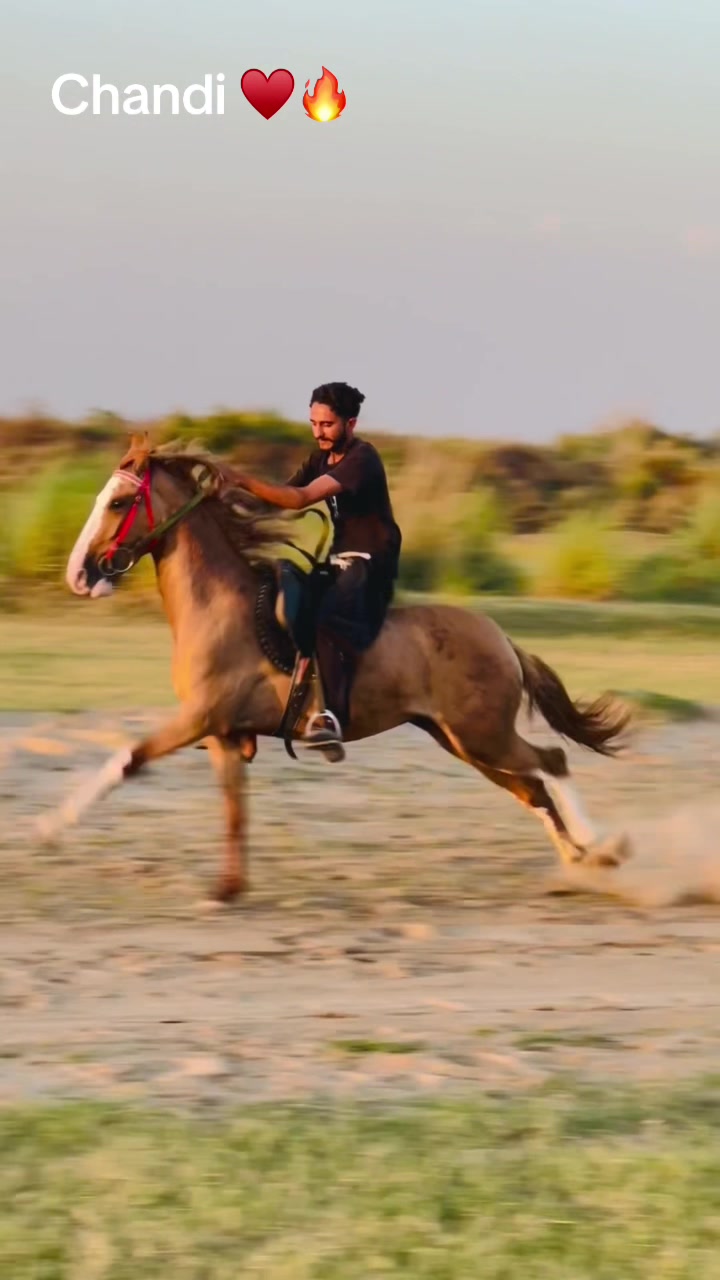 @Ch Hammad bokan ♥️🐎
