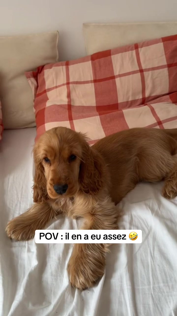 @coeur.de.cocker