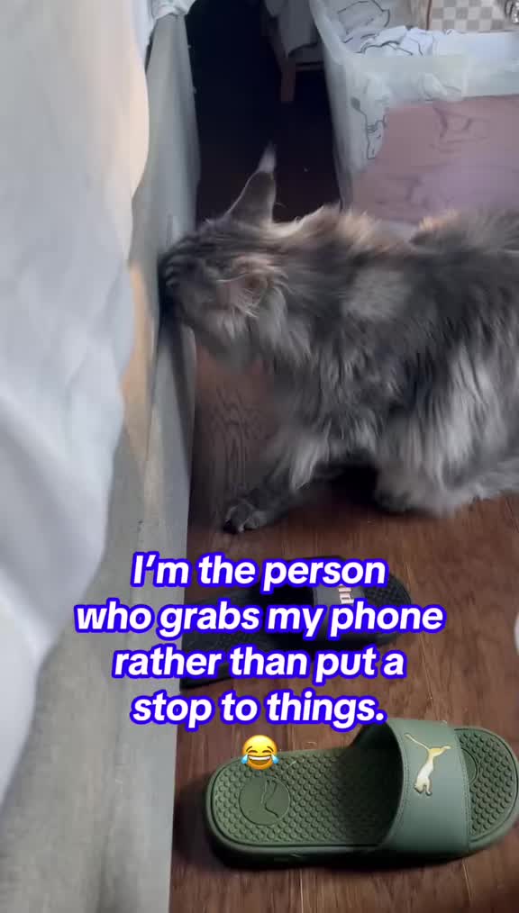@Grapes the Maine Coon