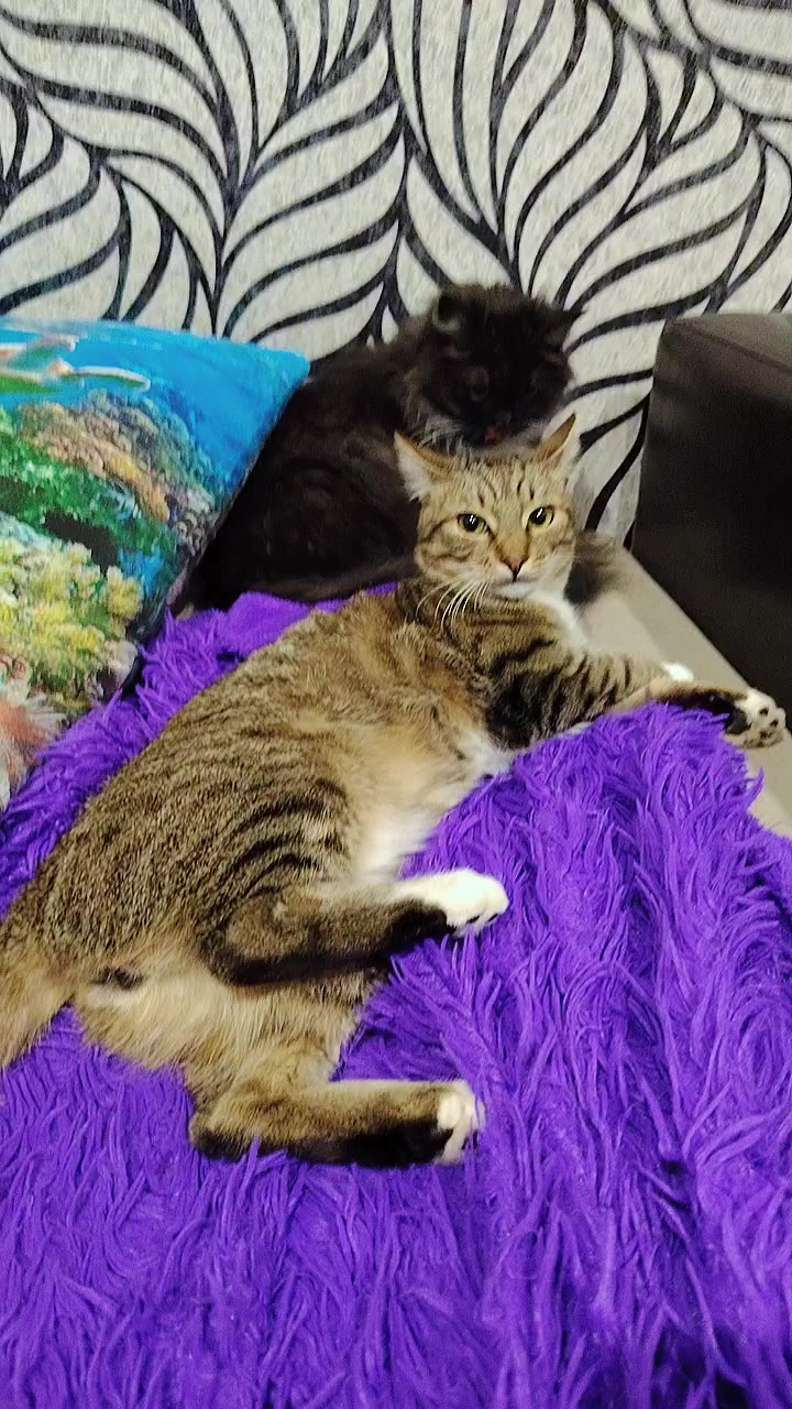 @3 друга 🦮🐱