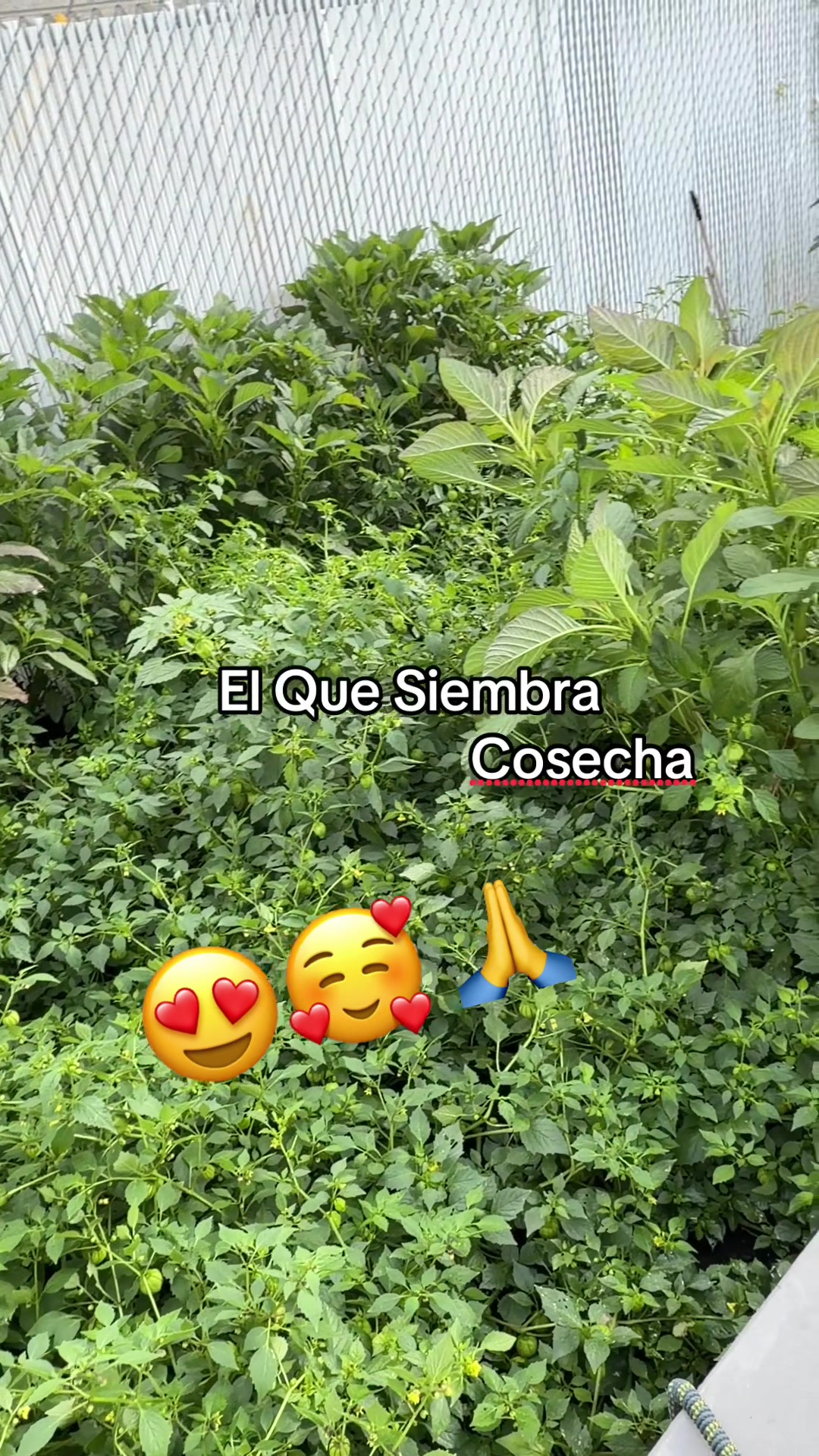 @GCU♥️🇲🇽