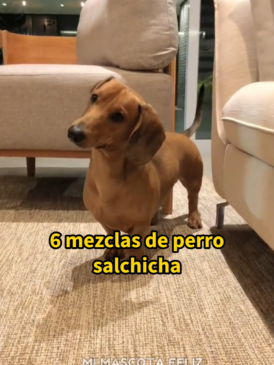 @Mi Mascota Feliz