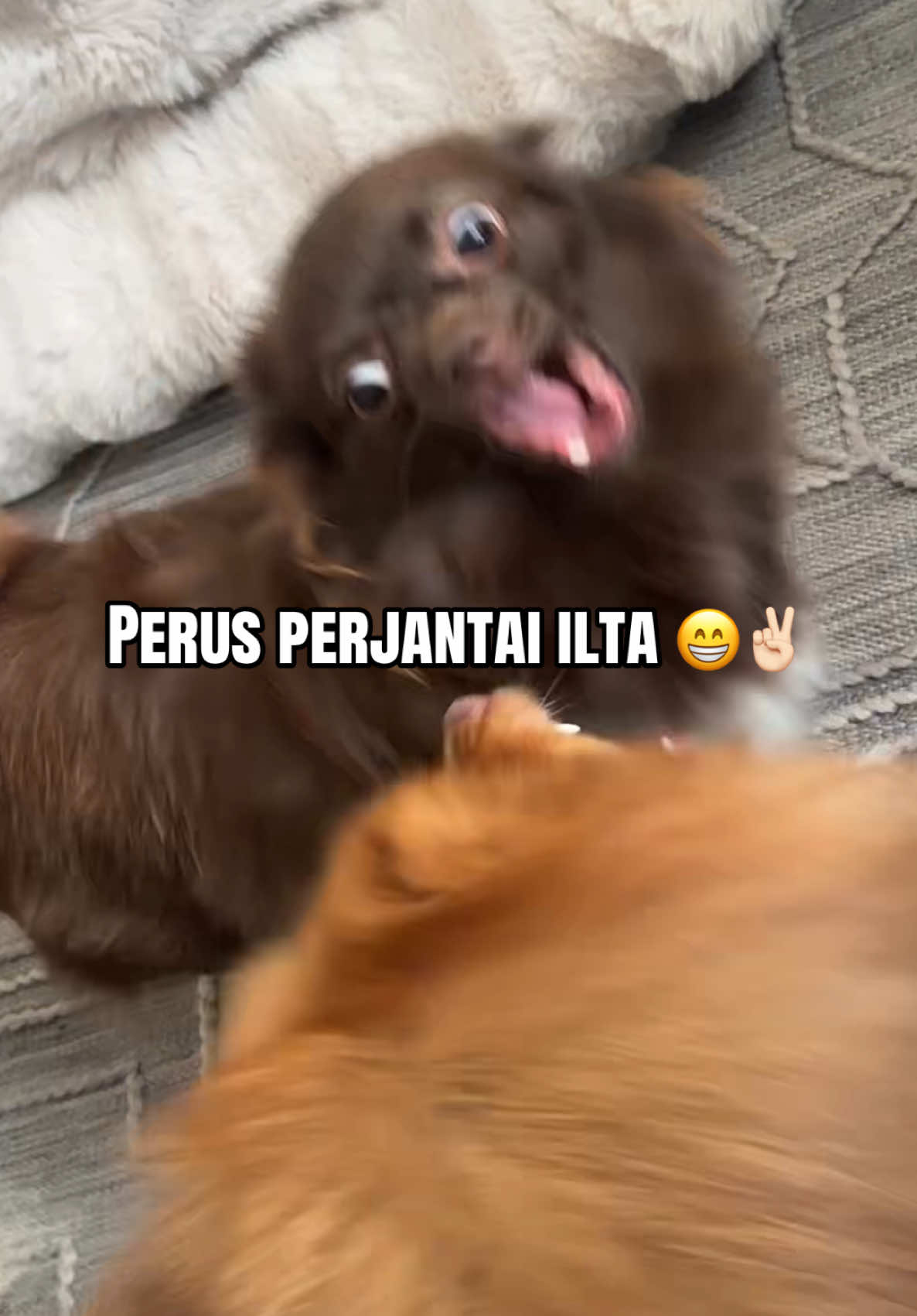 @Vimpulano