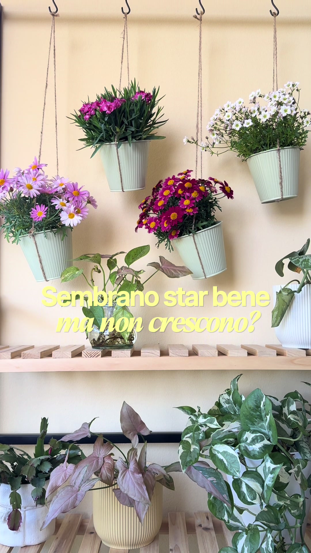 @Dora Delton | Piante & DIY
