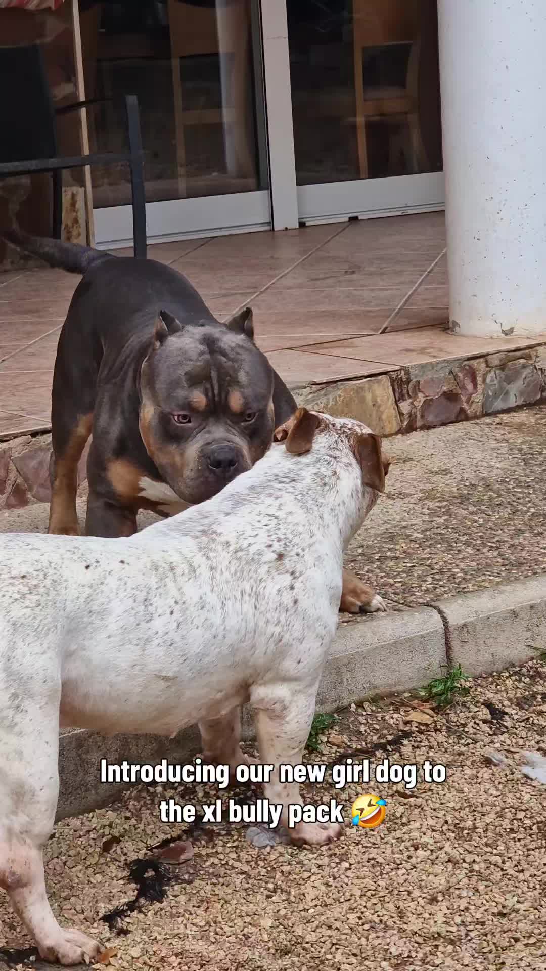 @bullyranchespania