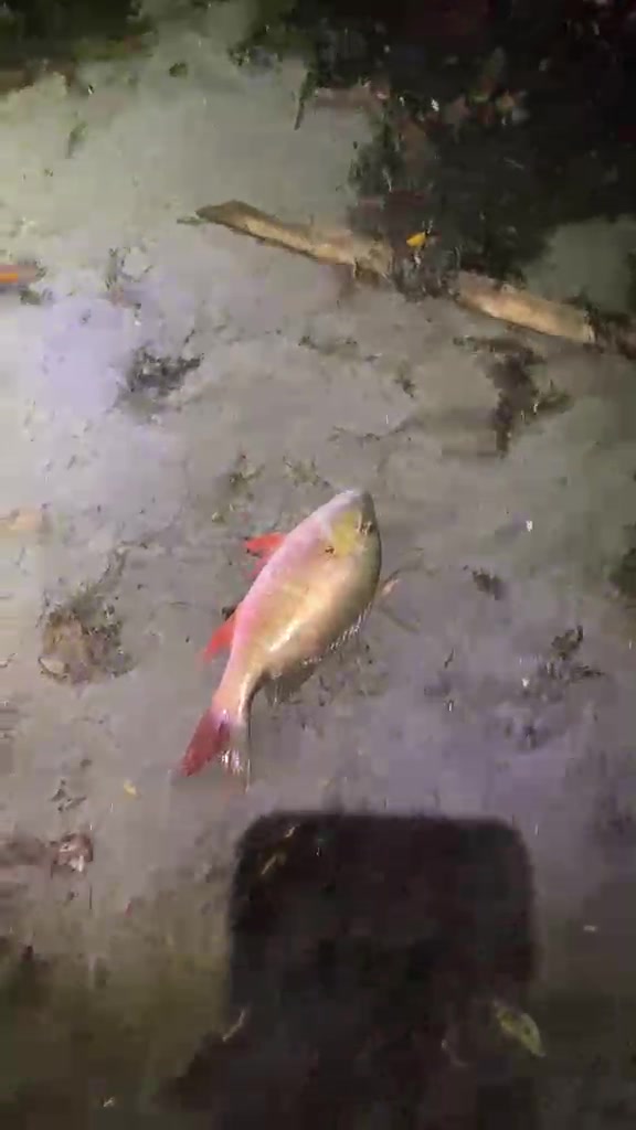 @fish_and.crabes