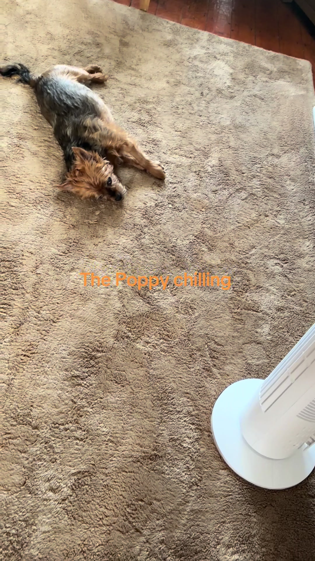 @The Poppy one 🐾🐾