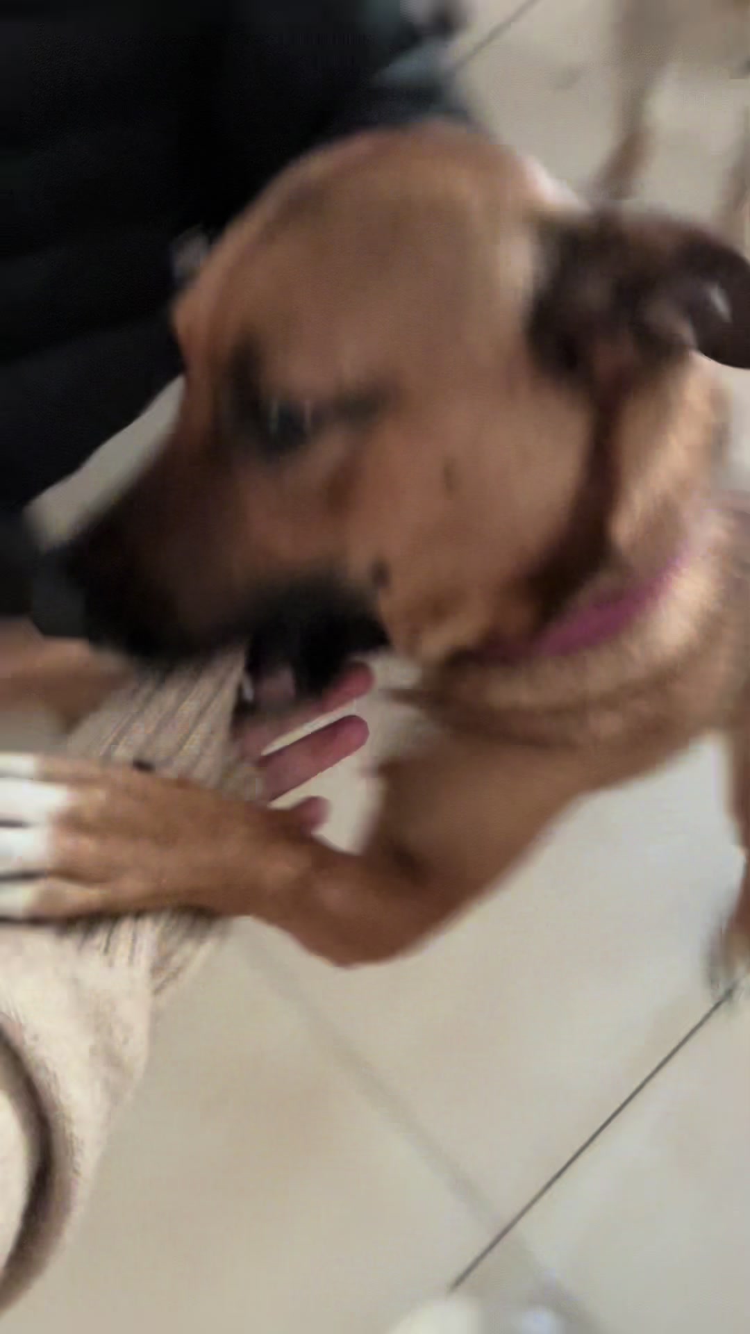@lanutri.dogmom