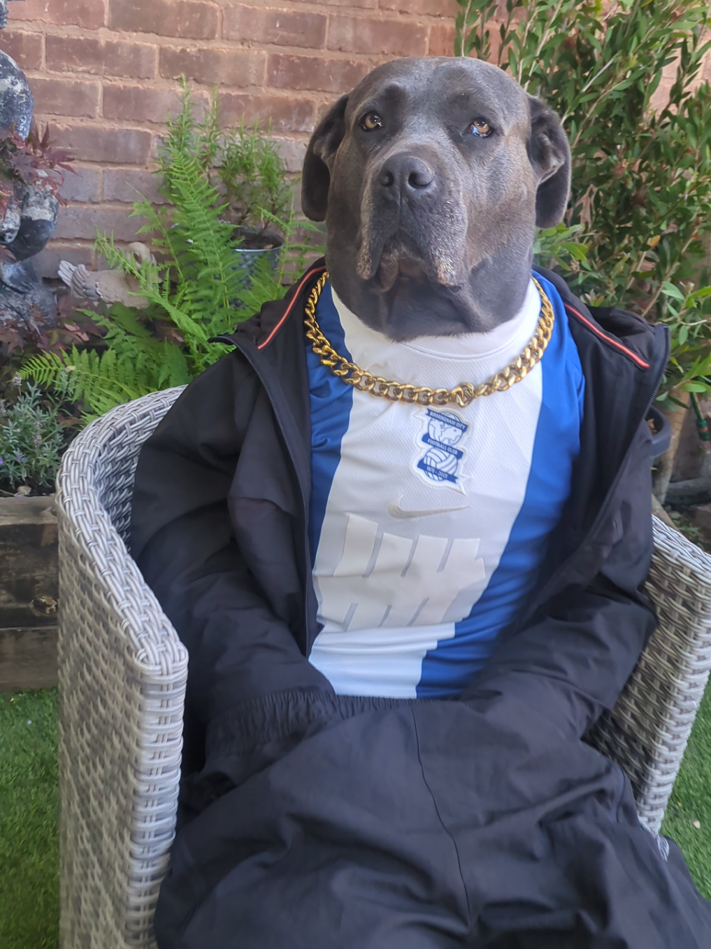 @mist_the_canecorso
