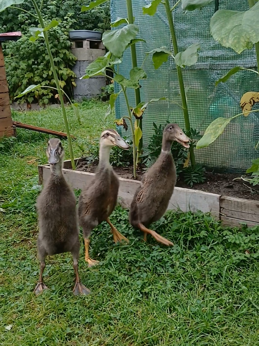 @Kaczogród u Milki🦆🦆🦆🦆