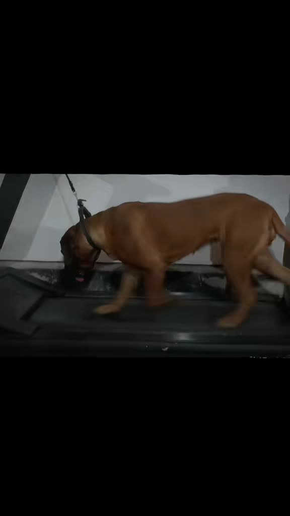 @Spirit of Asia Kennel