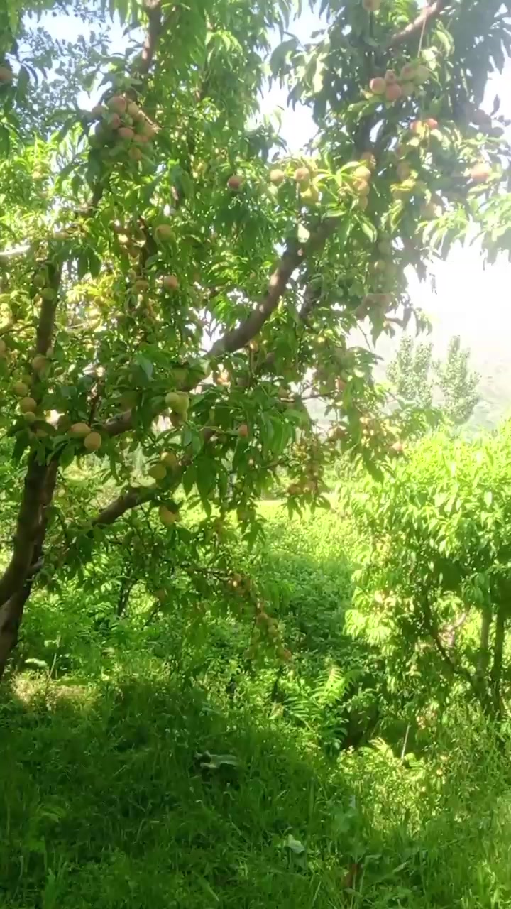 @🍎swat fruit 🍎