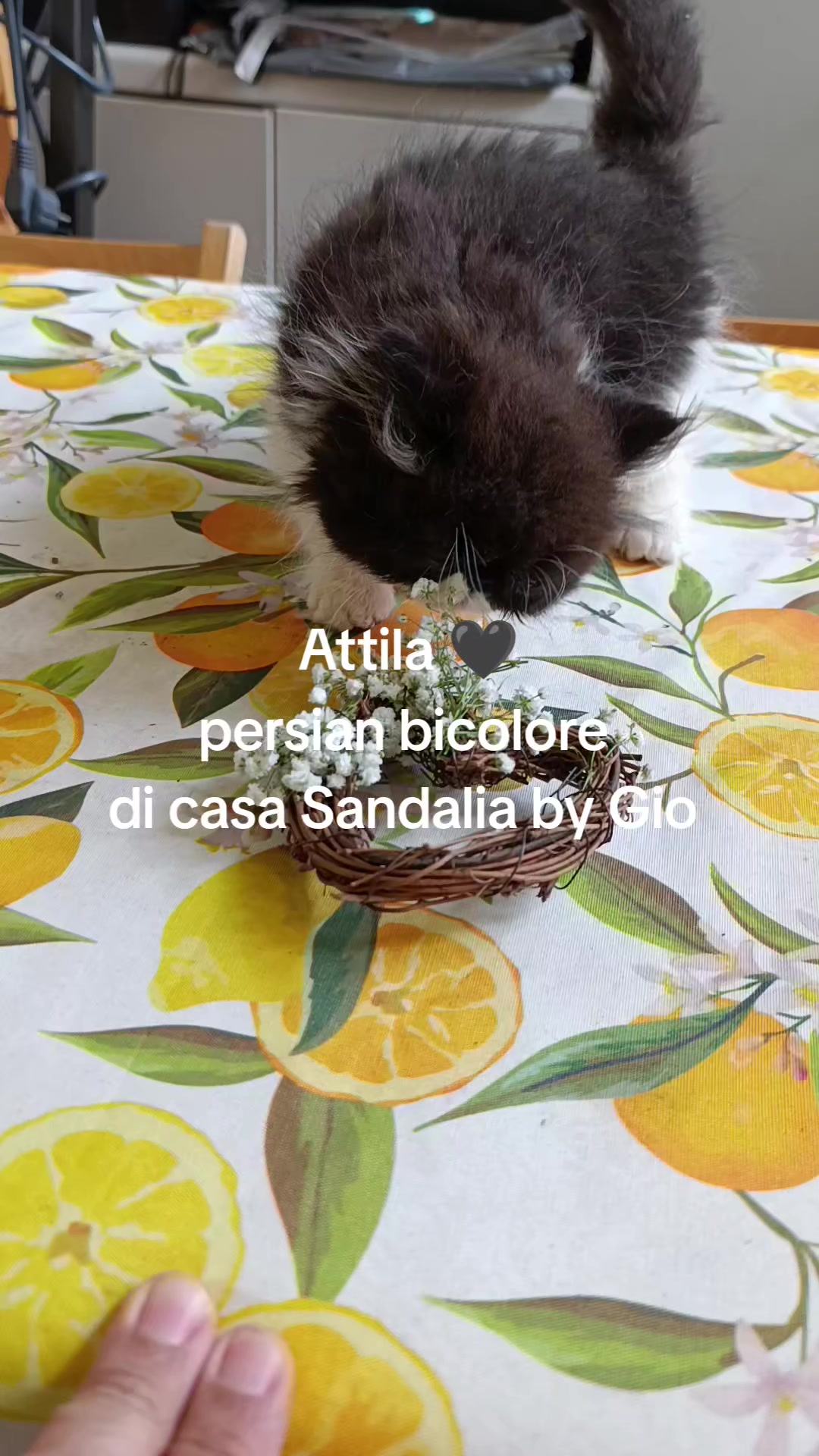 @Giovanni Petta