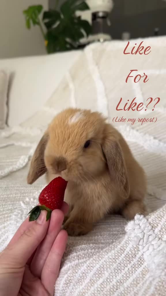 @🥐