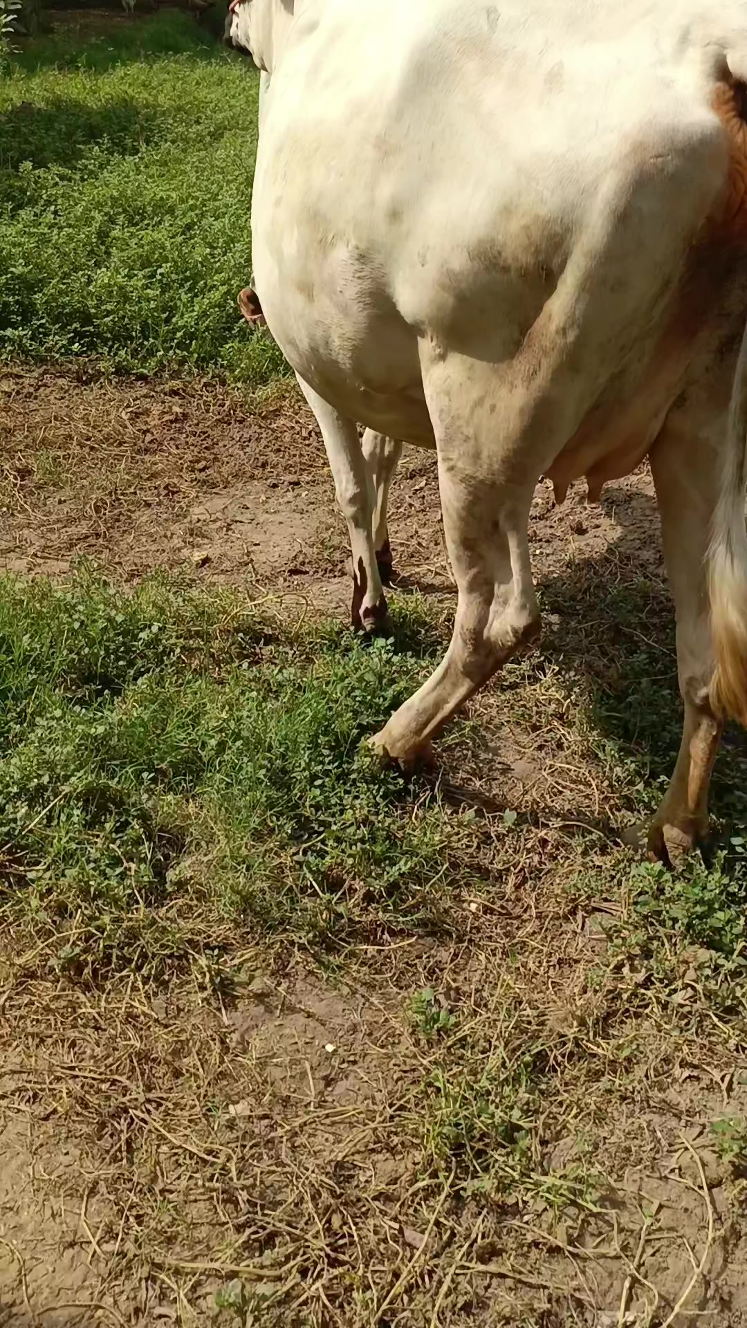 @Usmandairyfarmlayyah