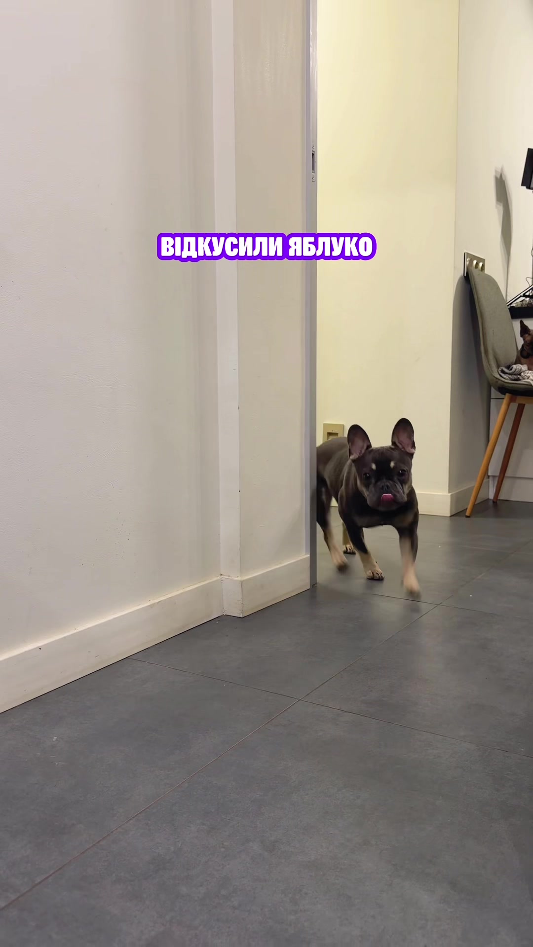 @Зоомаркет MasterZoo
