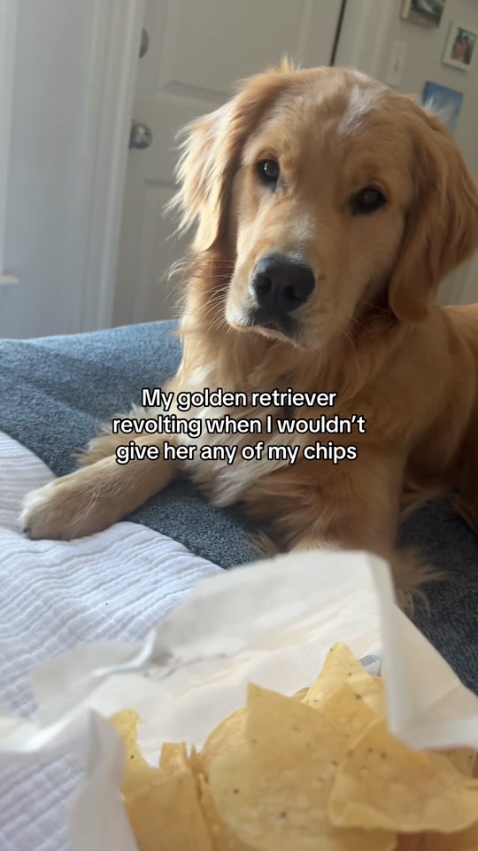 @Winter the Golden