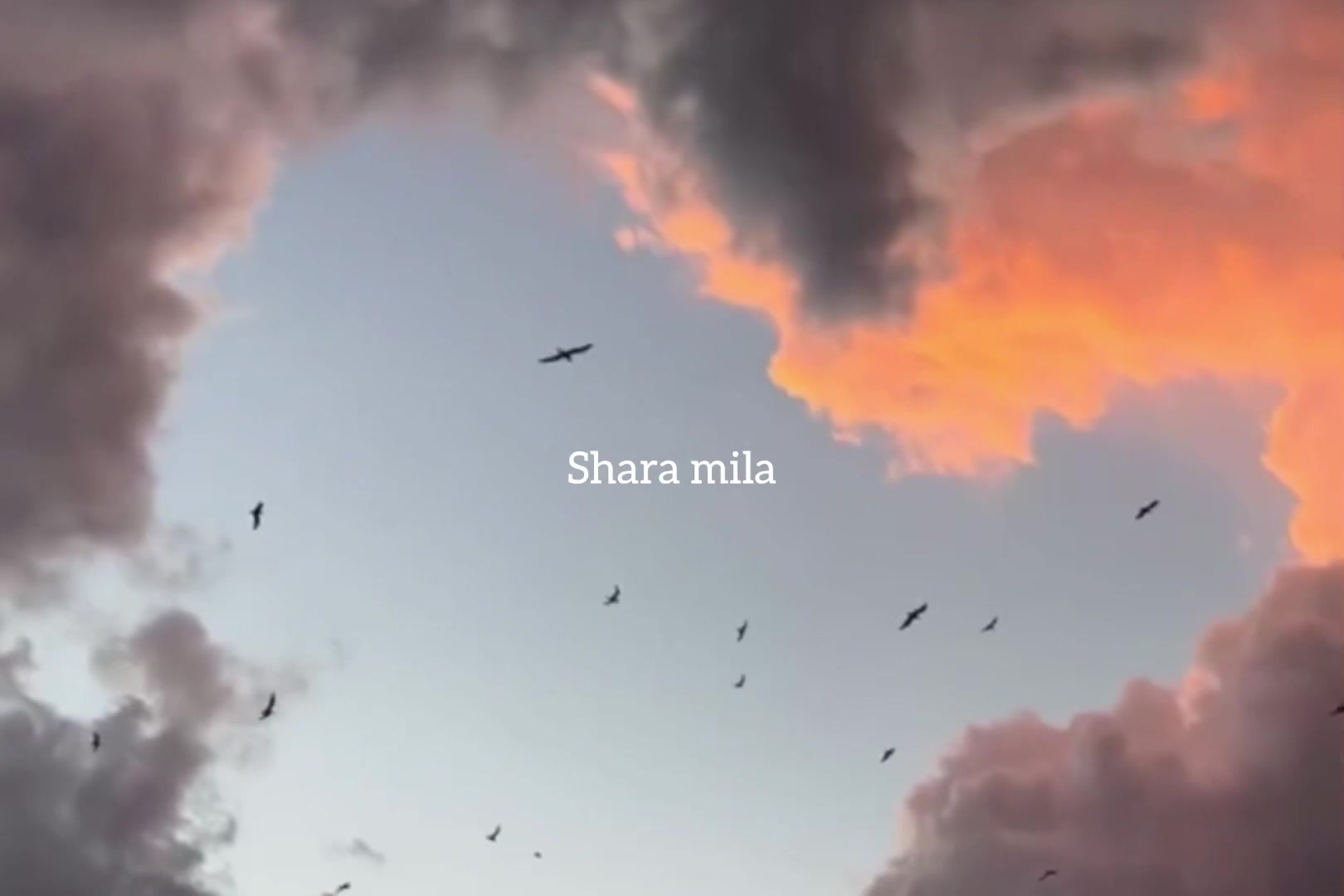 @ʟᴏꜰɪ ᴅʀᴇᴀᴍꜱ