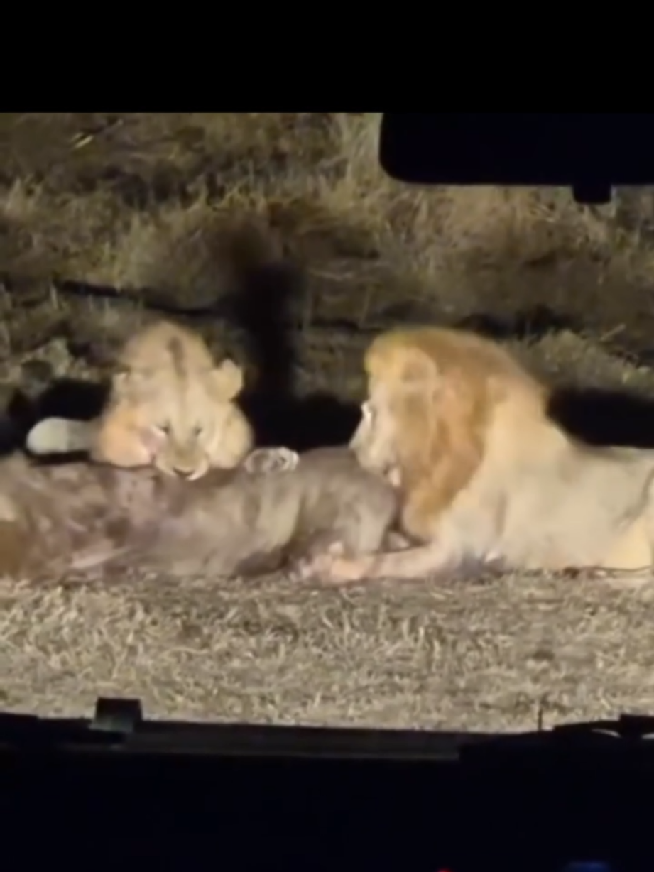 @Lion Sightings