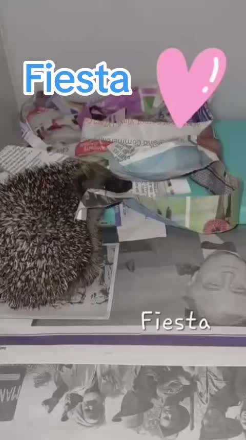 @Ryston Rachel's Hedgehog Hotel