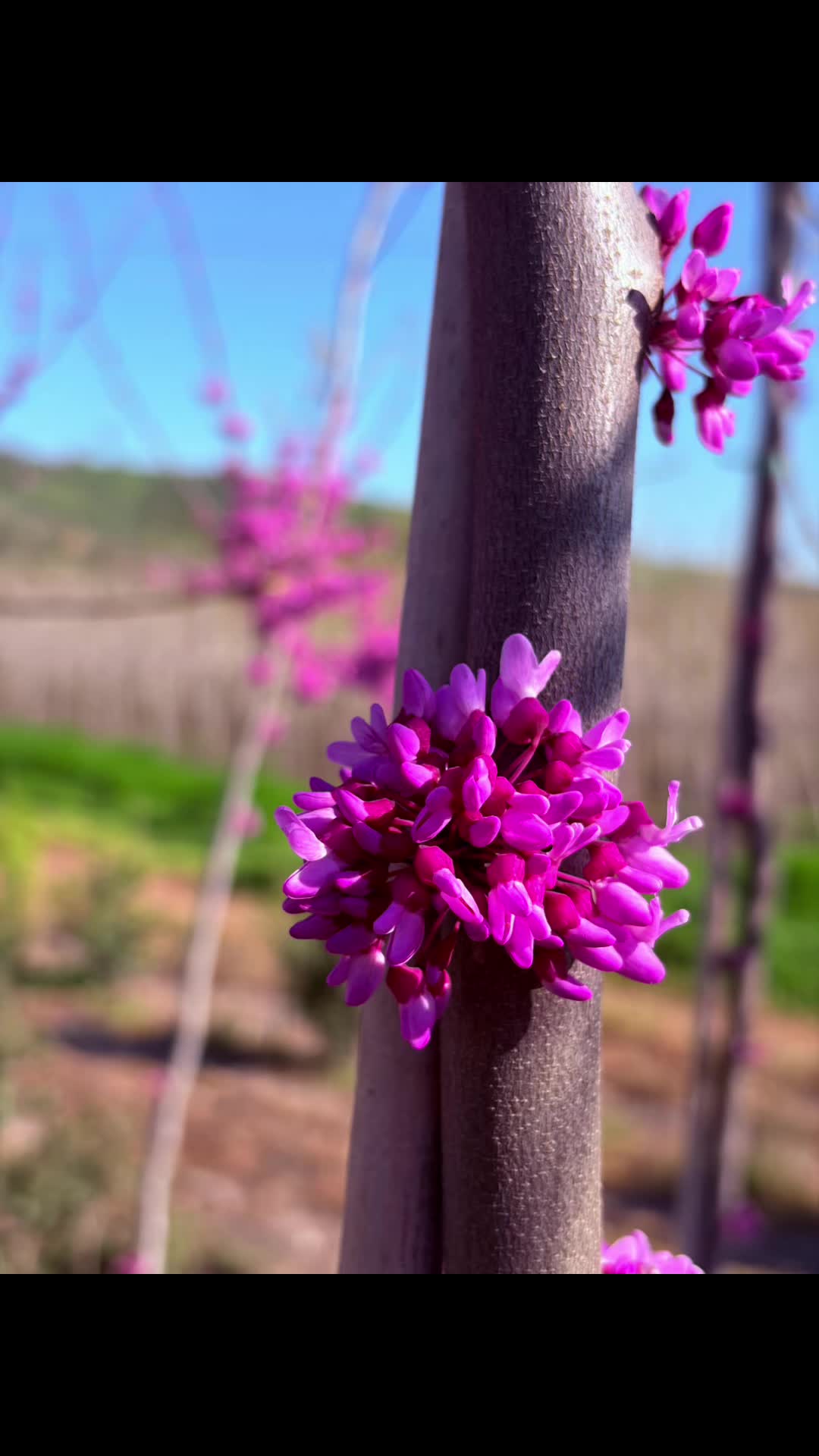 @Plantează