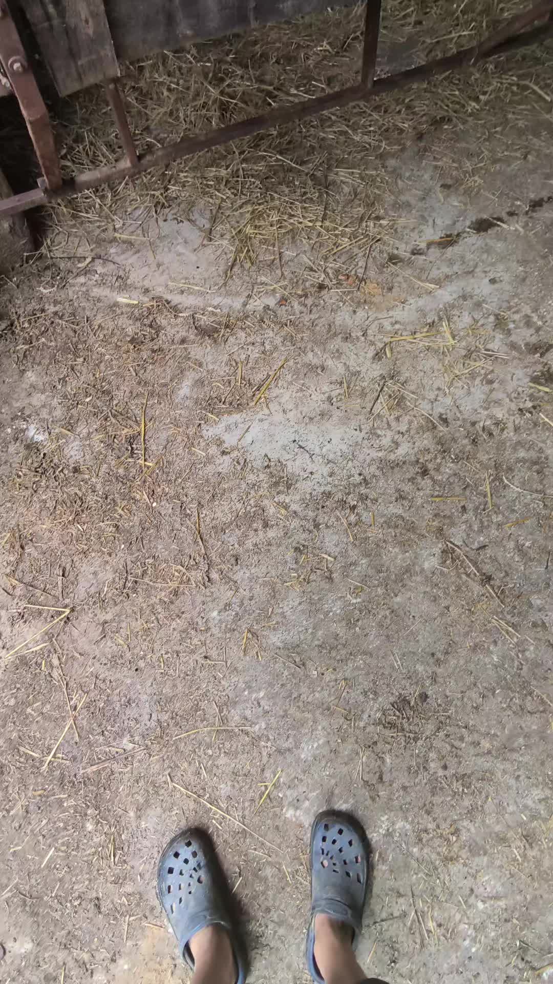 @👻🦊 Lapino &Scaron;mėkla 🦊👻