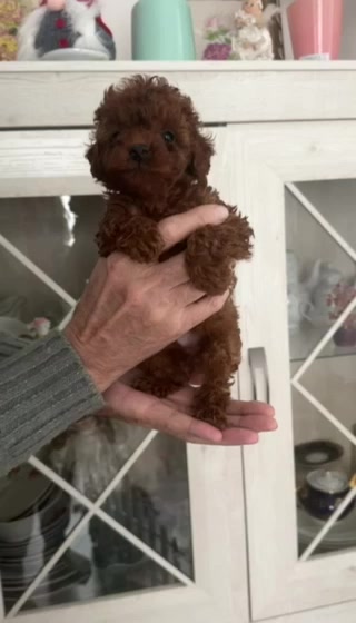 @Caniche Barcelona