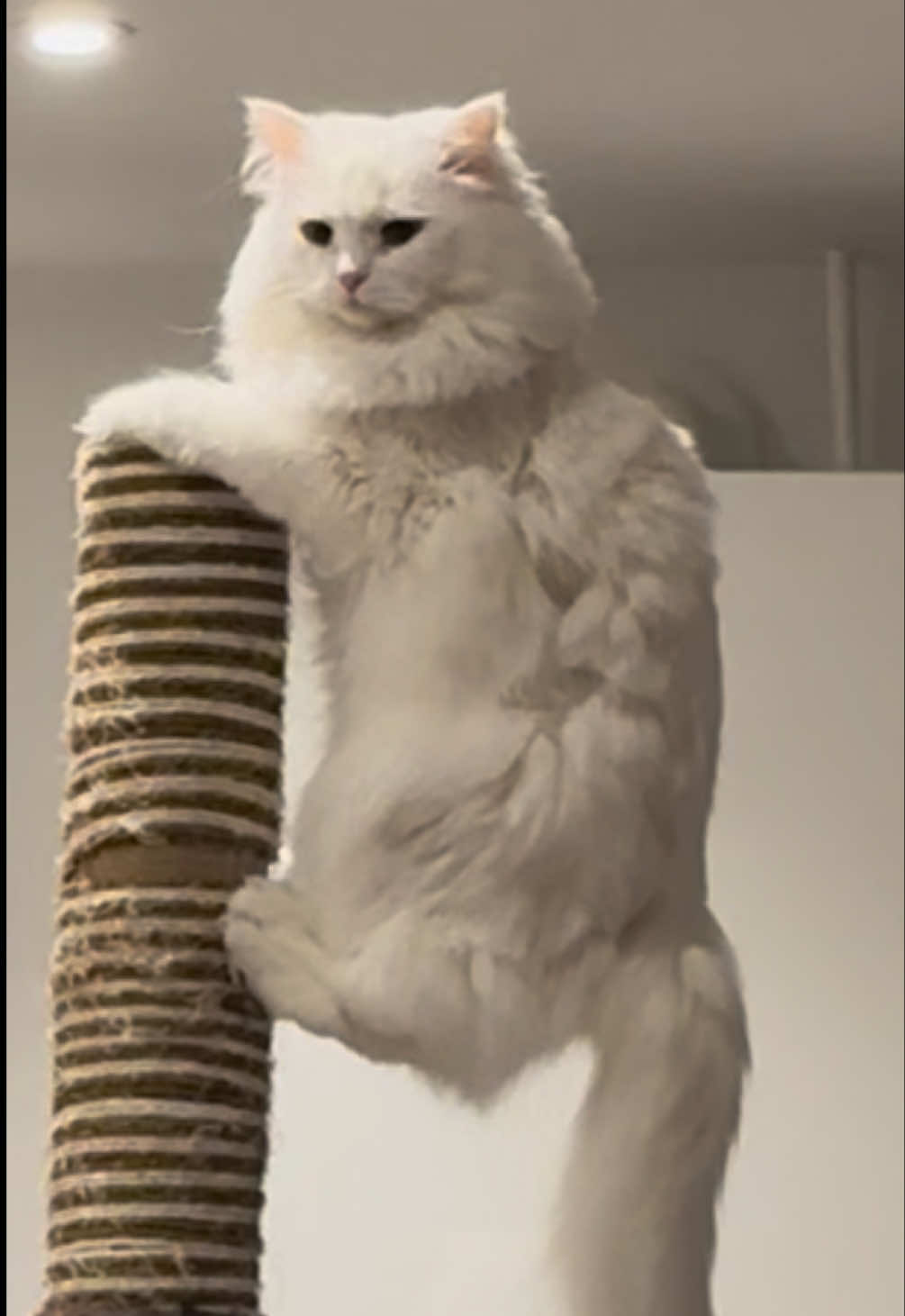 @Donut