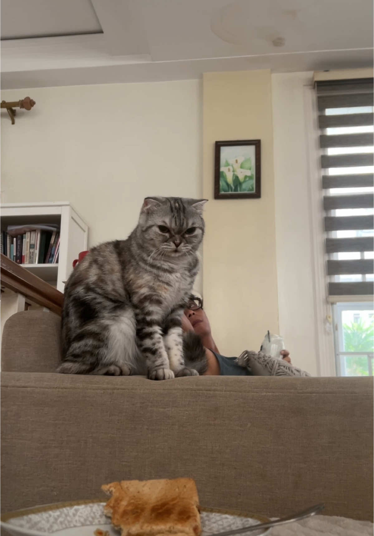 @BecauseCats