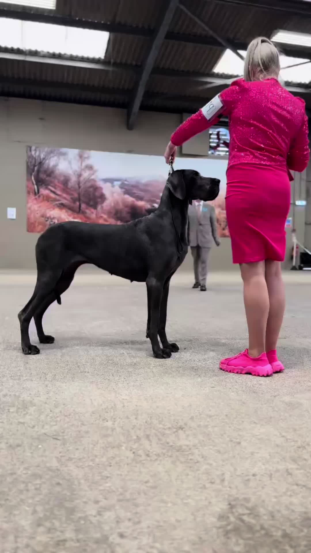 @Chateaudain Great Danes