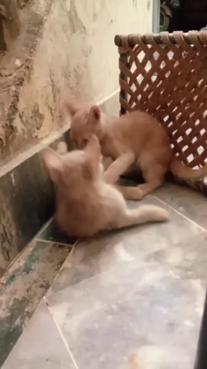 @cutecatlover8172