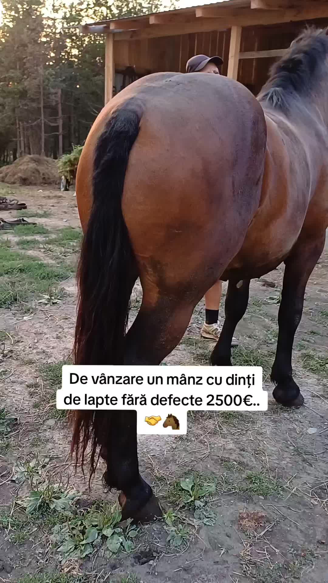 @Stelian