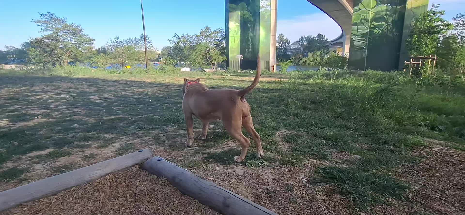 @AKATSUKI BULLY KENNEL 🇭🇹🇫🇷