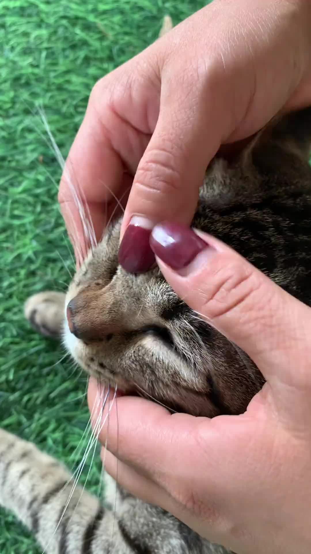 @CAT