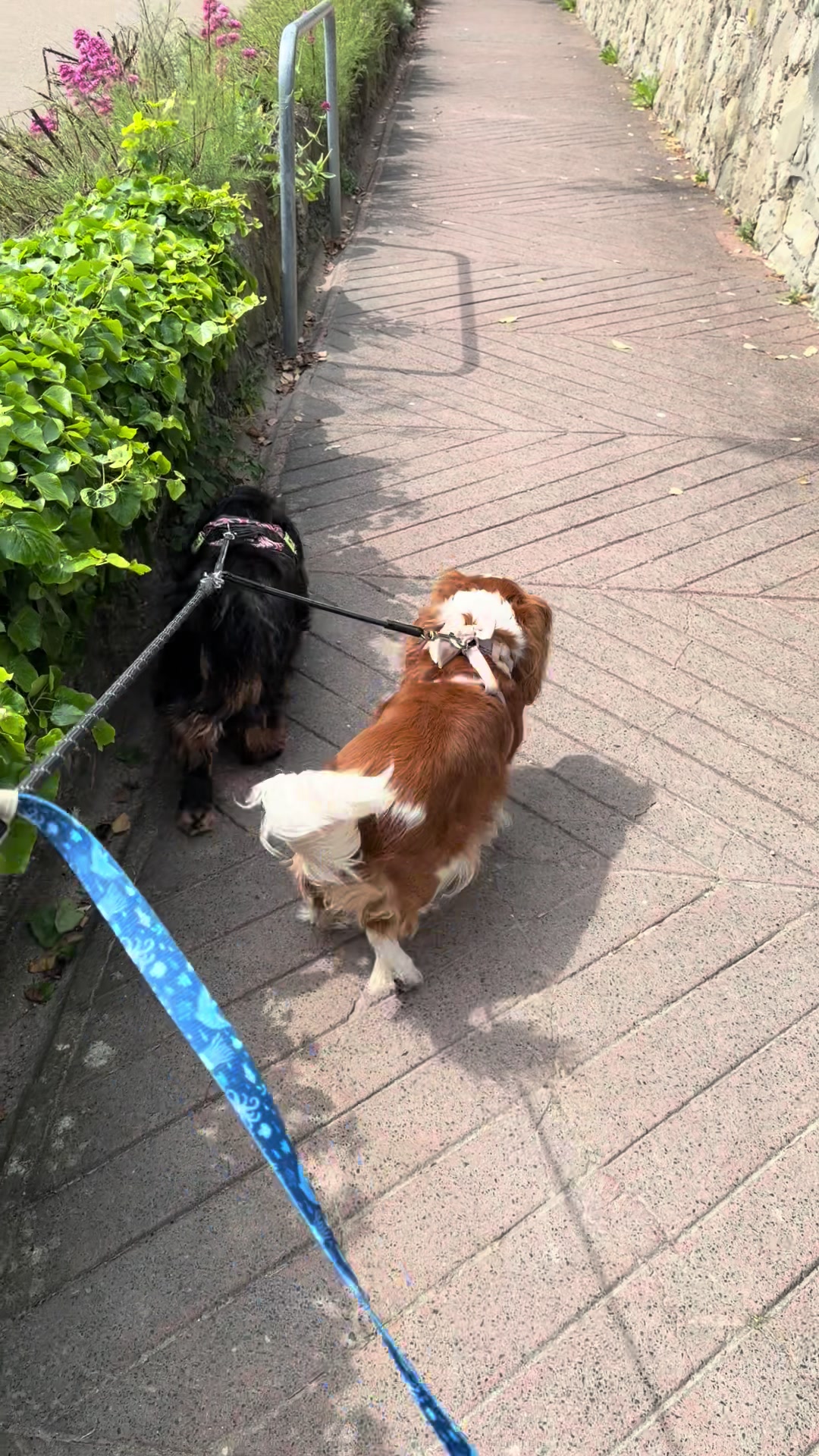 @Coco the Poodle & friends