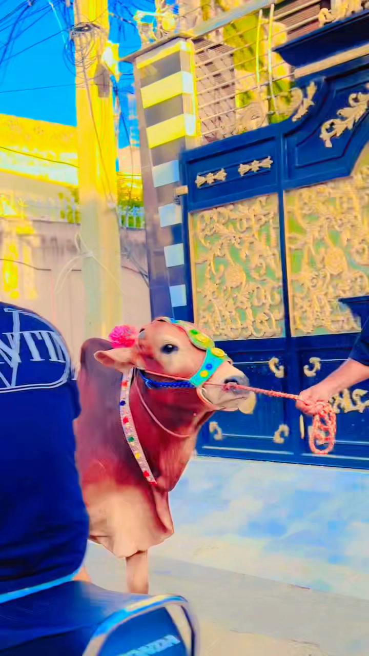 @⚜️⚜️ Siکandar علی 🔥🔥