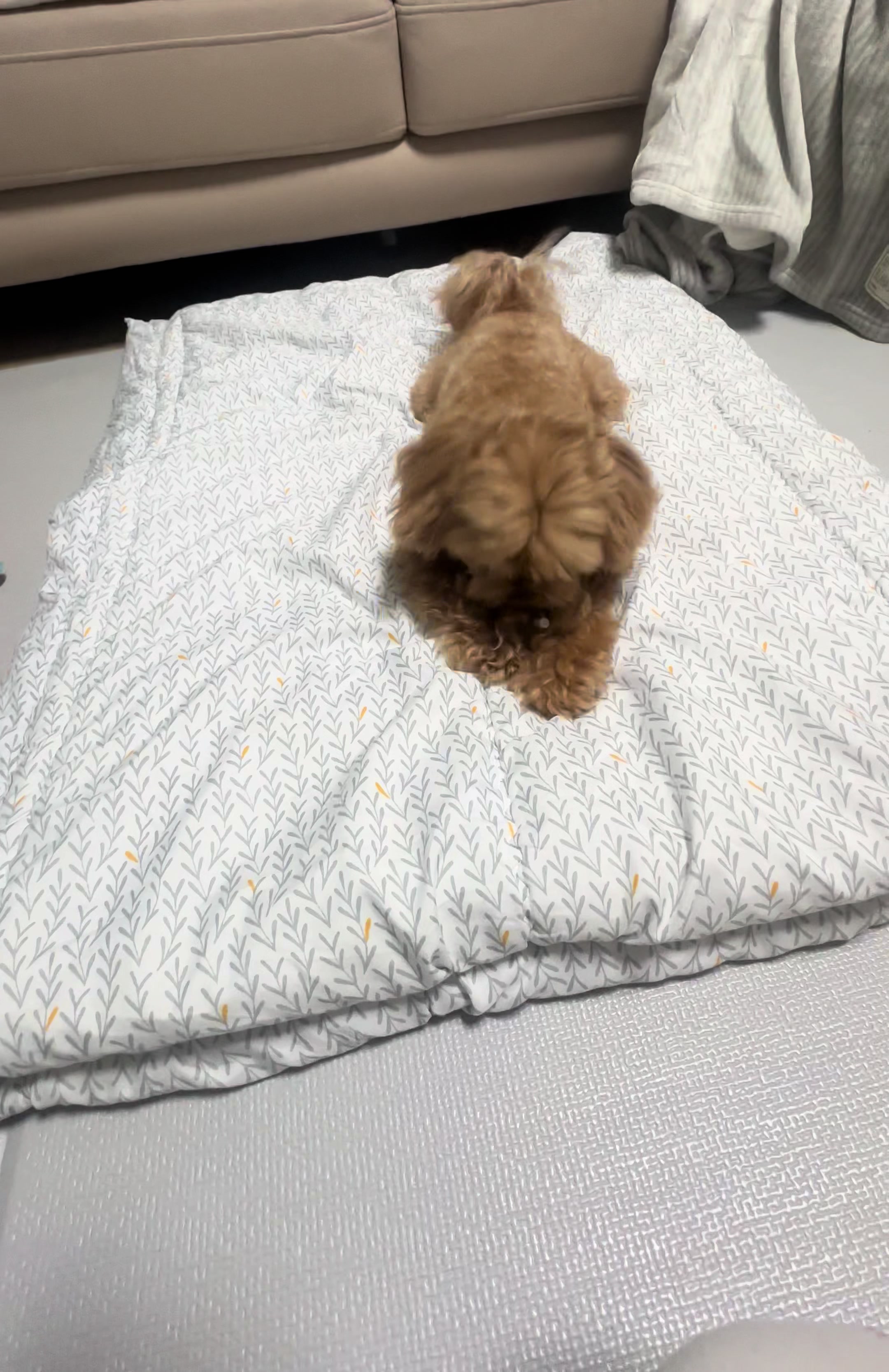 @꼬미