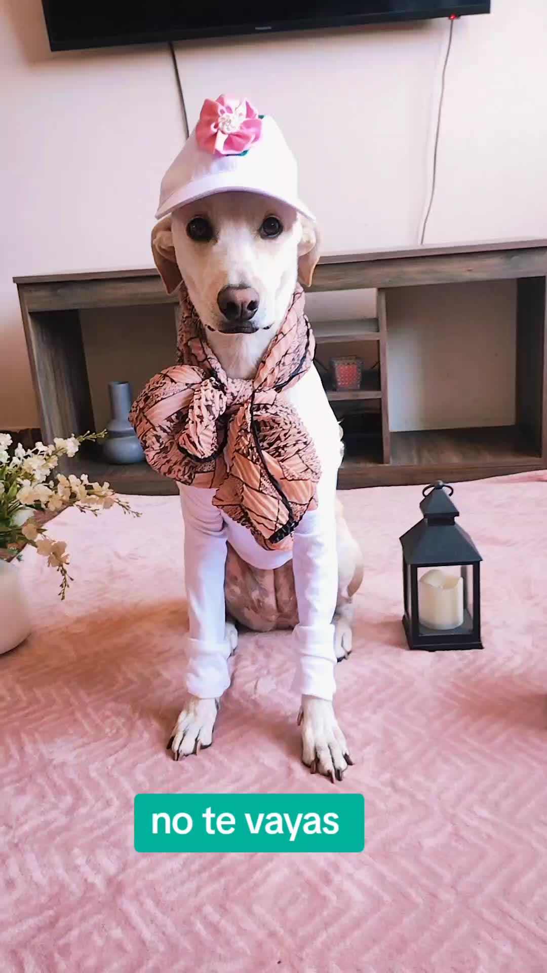 @winnie ❤🦮