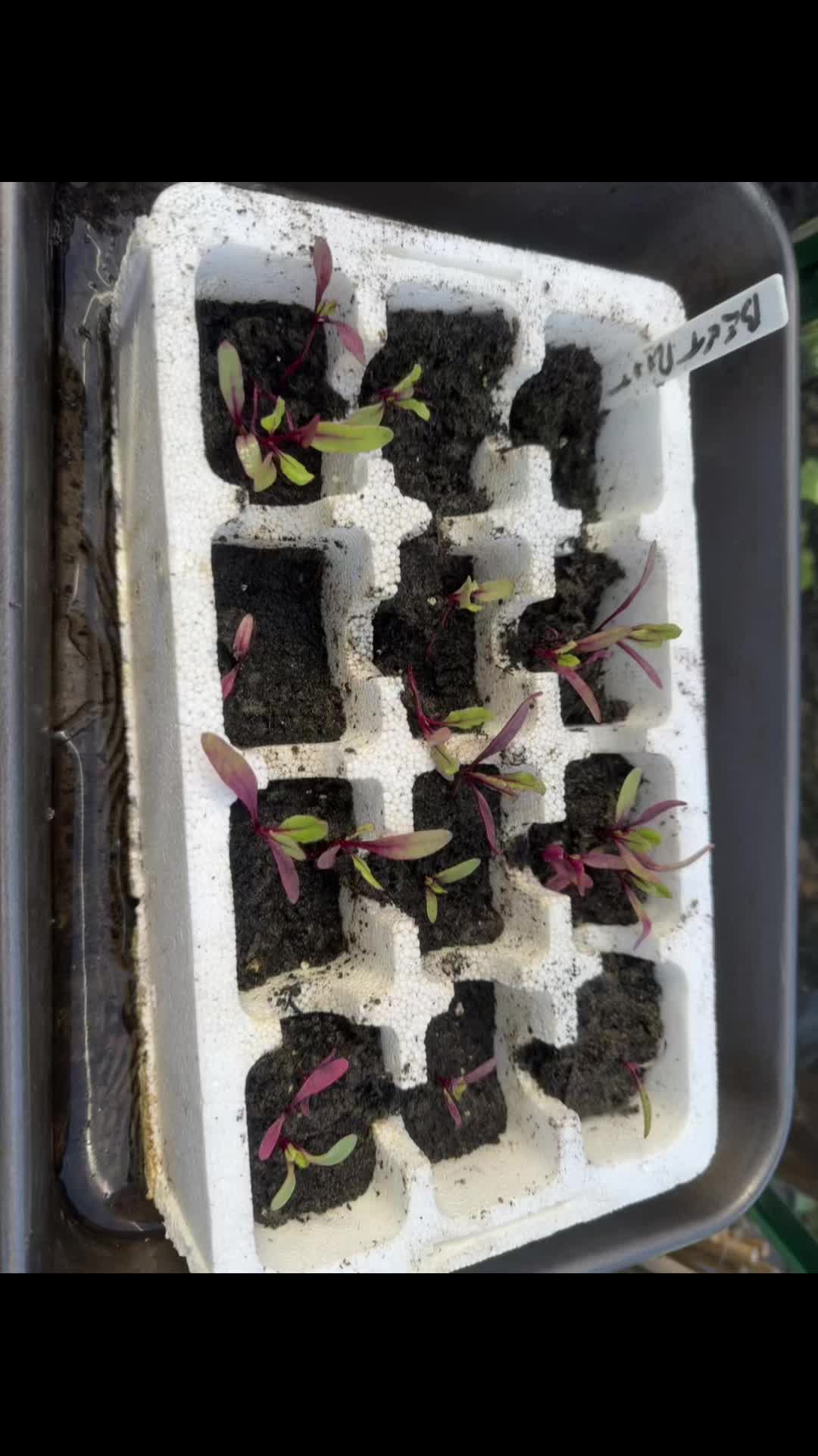 @grandadgreenhouse